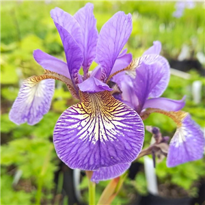 Iris Sibirica 'Perrys Blue'